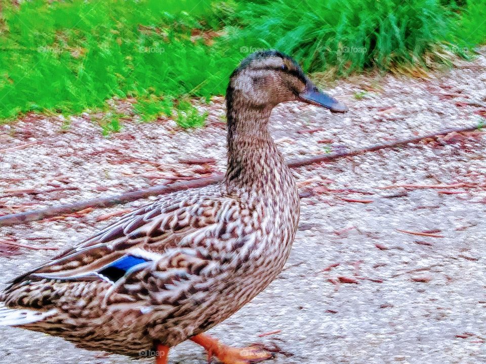 female duck with small blue feather walking down unpaved path