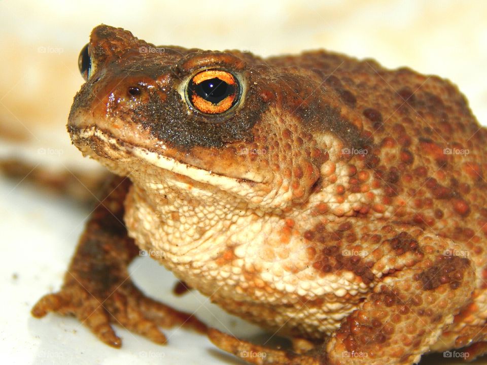 Brown frog with gold eyes