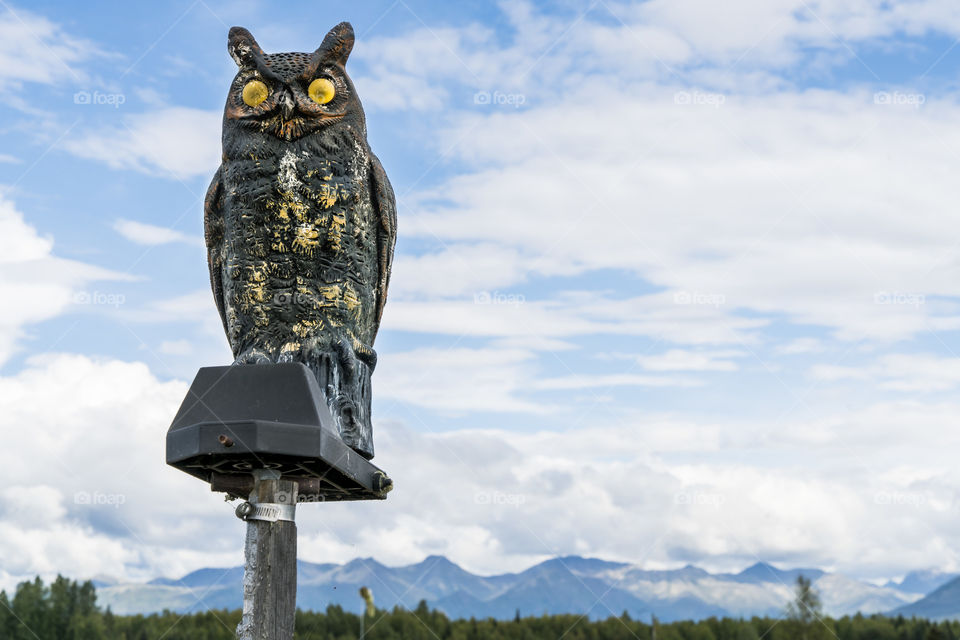 Owl in Alaska 