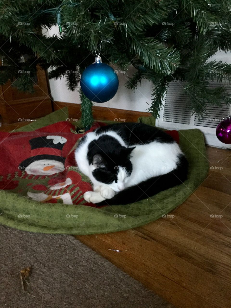 Happy kitty under the tree 
