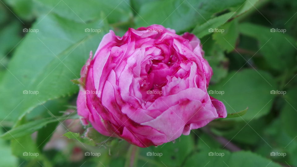 bright pink rose bud

Pink Roses
Happiness, Elegance, Romance, Admiration, Sweetness, Thank You

Ranging from a subtle hint of color to deep and bright, pink roses have come to mean joy, happiness, gratitude and admiration. They’re often seen in bridal arrangements, thank you or congratulations bouquets. Considering the word “rose” brings to mind the faint blush of a fair maiden’s cheeks, it’s not surprising these blooms are a favorite to give and receive.

There are many different variations of pink, from a pale blush to a gentle medium pink to a vibrant pink, each having its own meaning and implication. The palest pink roses are a sign of gentleness, joy and grace. Bridal Pink is a perfect pale pink floribunda rose that is long lasting and offers a spicy scent. The light to medium pink roses can show sympathy or admiration. Lady Diana is a beautiful light pink rose perfect for either emotion. Deep pink roses, such as Laser and Diplomat are perfect choices to show someone how grateful you are to have them in your life.
The Meaning Of The Color Of Roses.