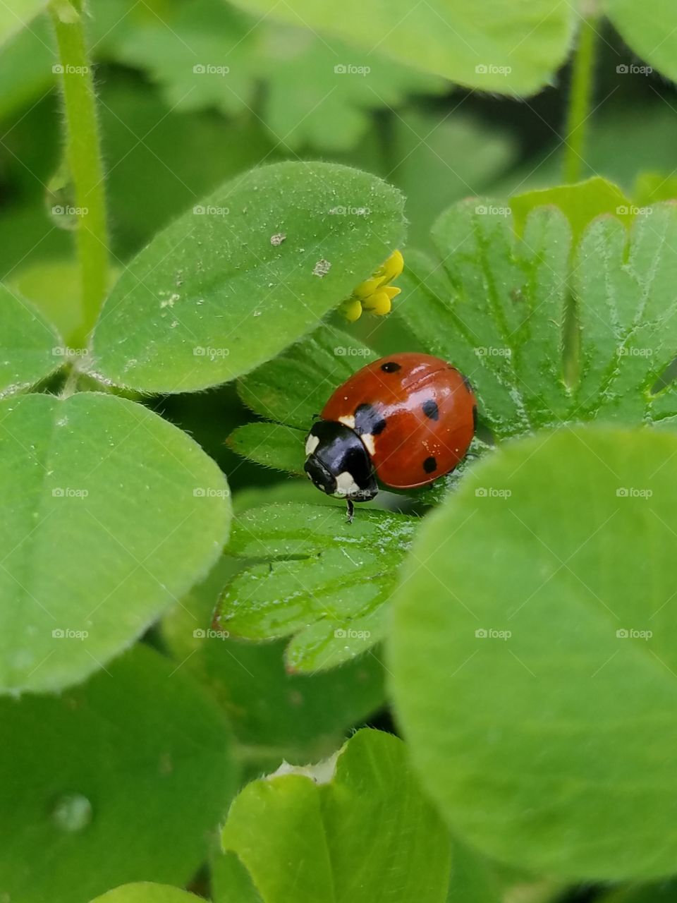 Ladybug on clover