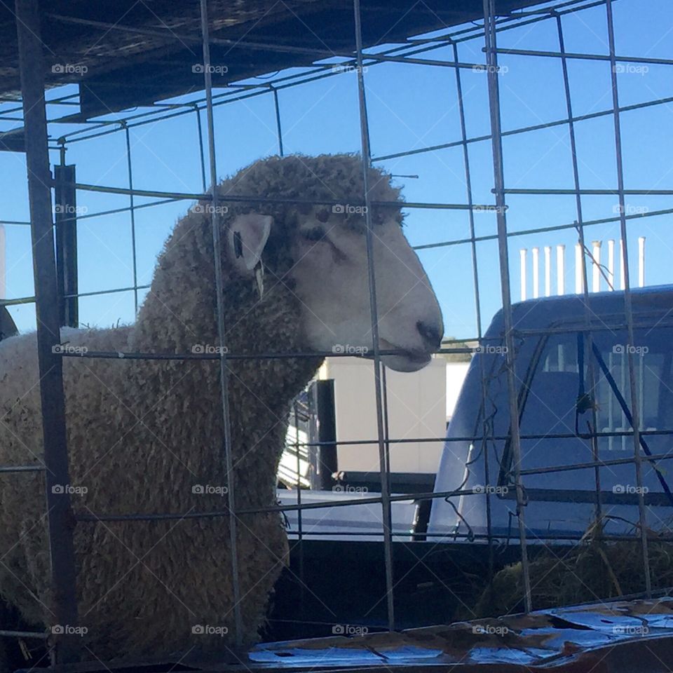 Sheep looking for his way out 