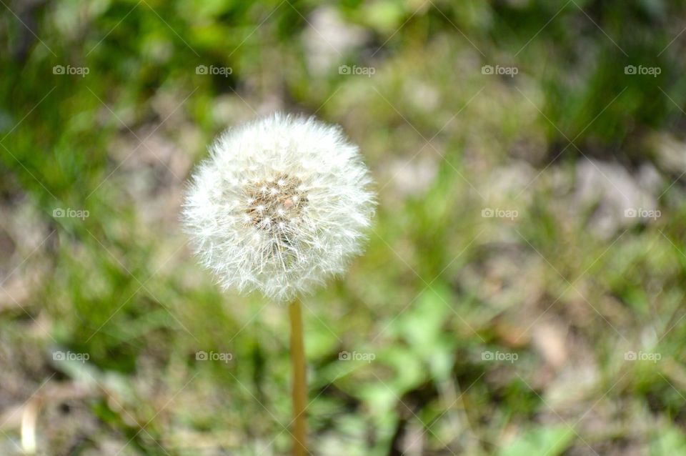 Dandelion