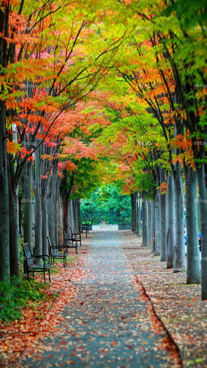 Trees on a beautiful path
