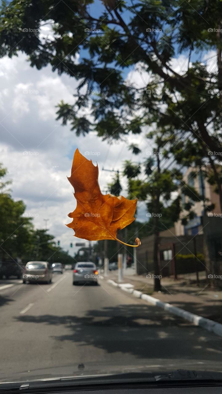Leaf in the wind