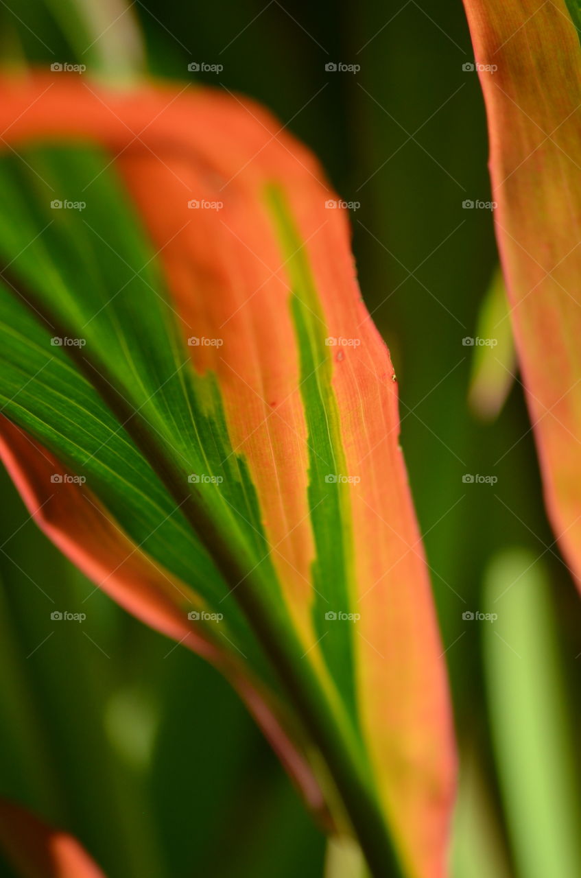 Portrait of a plant