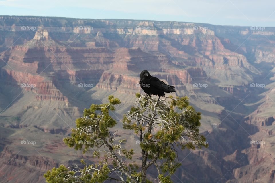 view over the grand canyon with crow on a branch