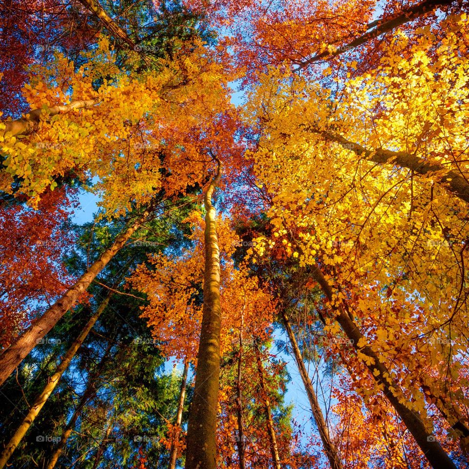 Magical Forest in Fall