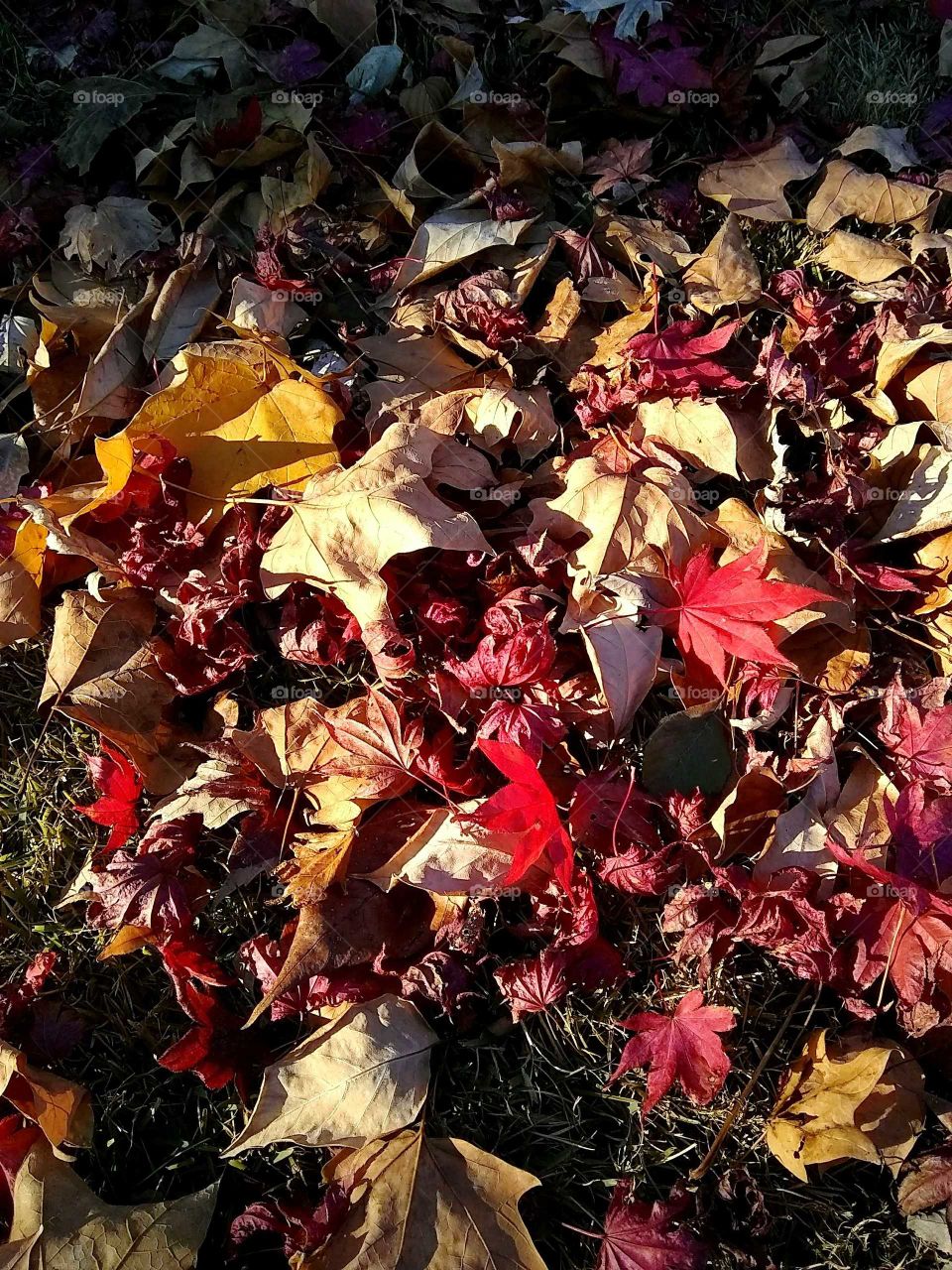 Front yard love!