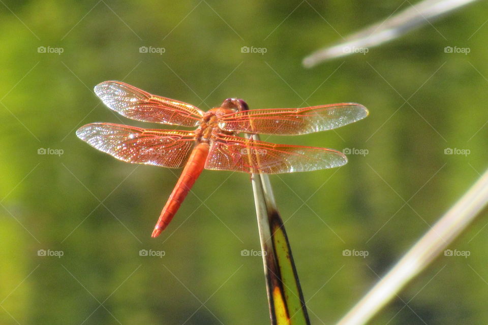 Red Dragonfly