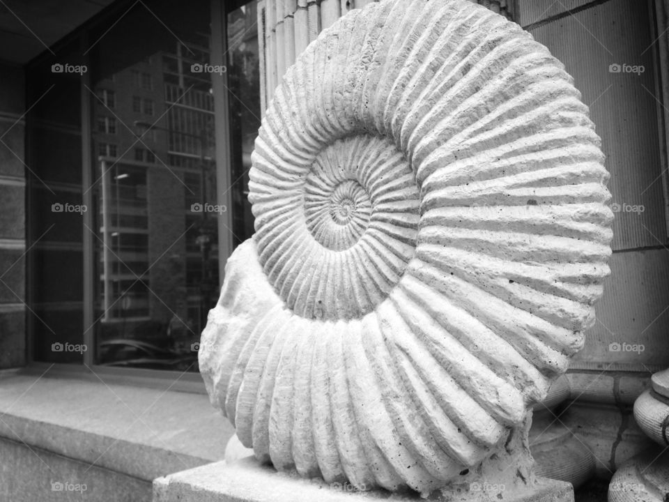 Nautilus fossil 