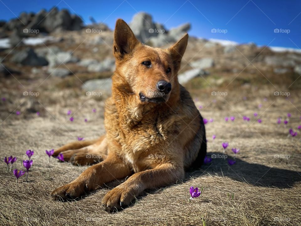 Dog and crocuses in spring