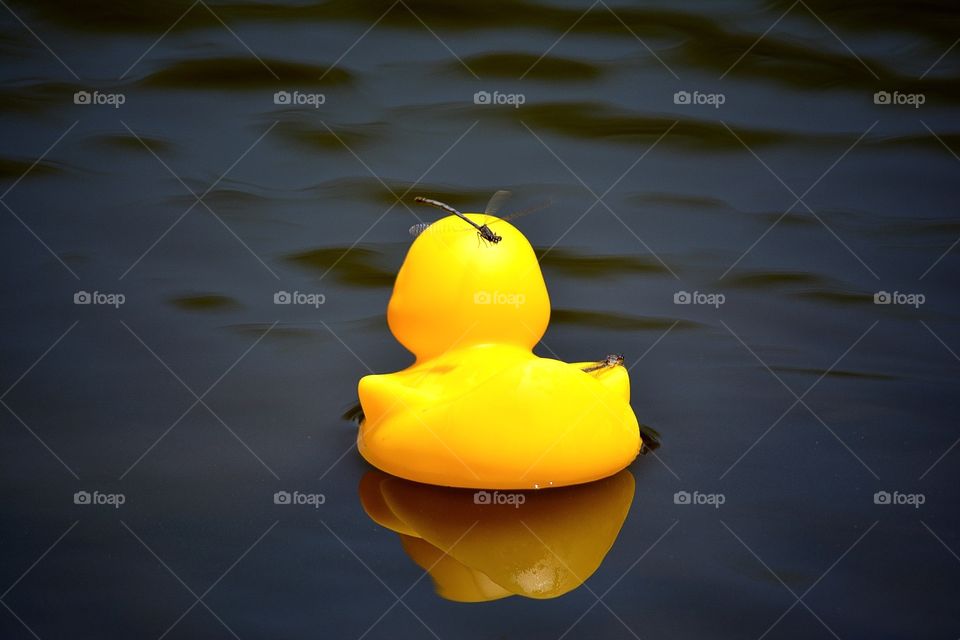 Rubber Duckie in Pond