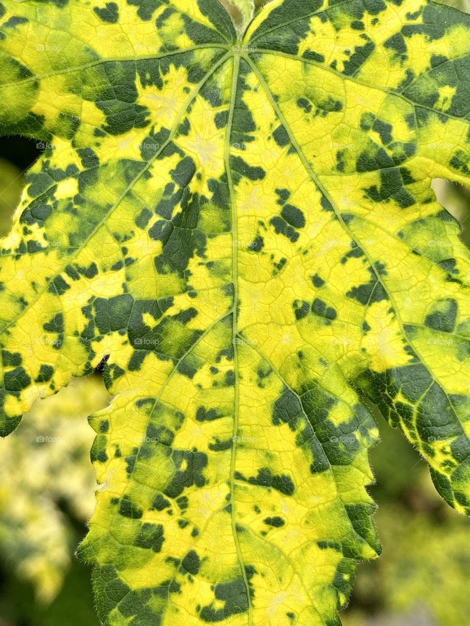 Close up of a variegated leaf of a flowering maple