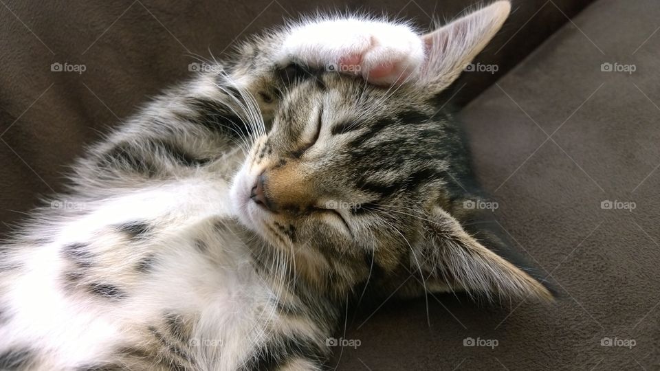 High angle view of kitten sleeping