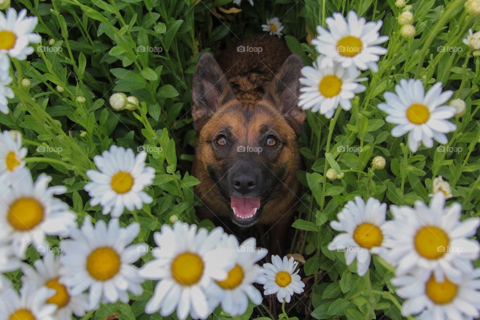 Puppy Looking at camera from flower garden