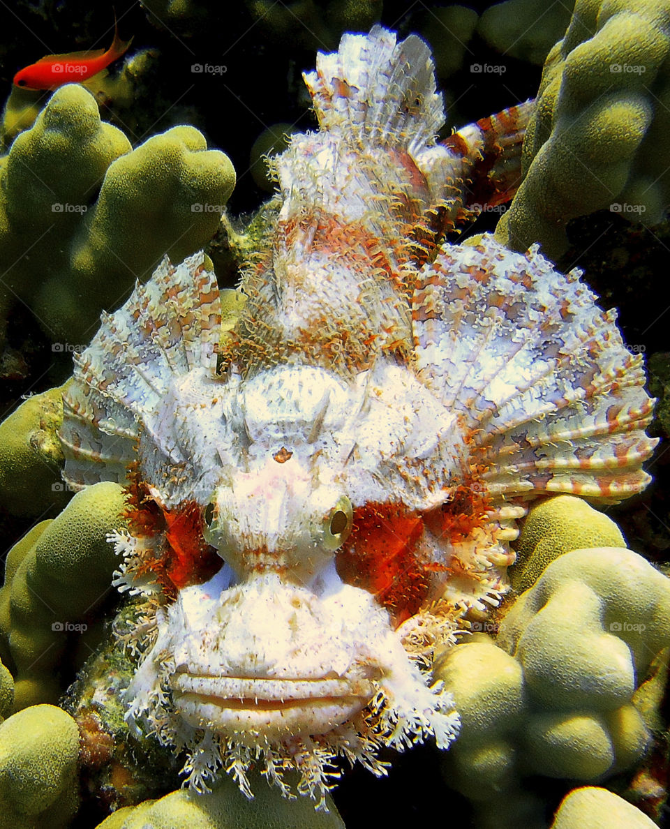 Devil fish in Red sea