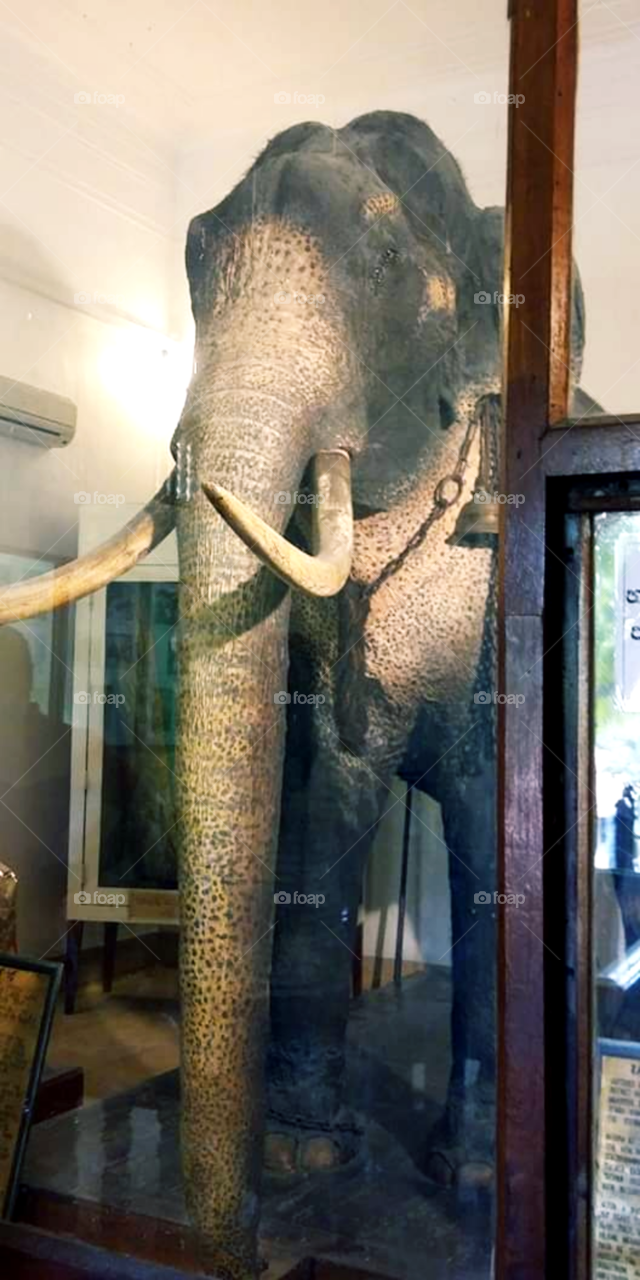 Save the Elephants.
Raja Atha-Maligawa Raja was a Sri Lankan tusker elephant belonged to the Sri Dalada Maligawa, Kandy.