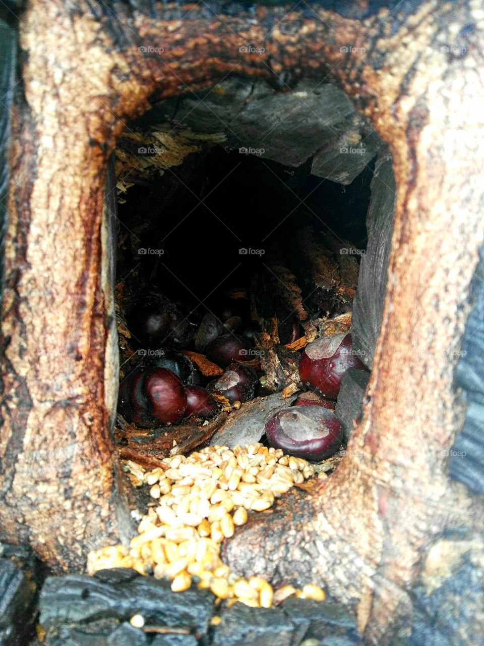 Bird's nest in a tree trunk with grains and chestnuts