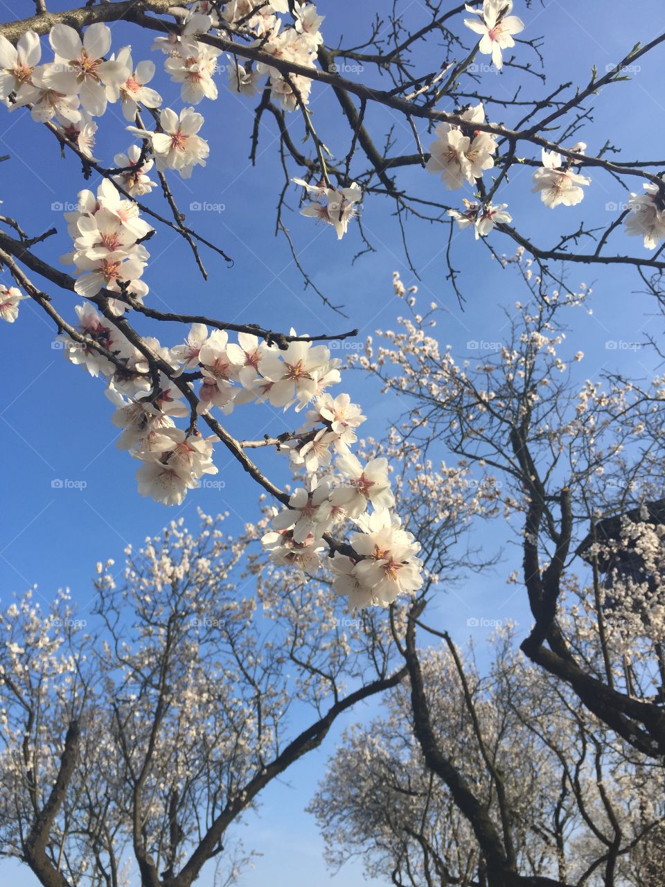 Almond tree - nature