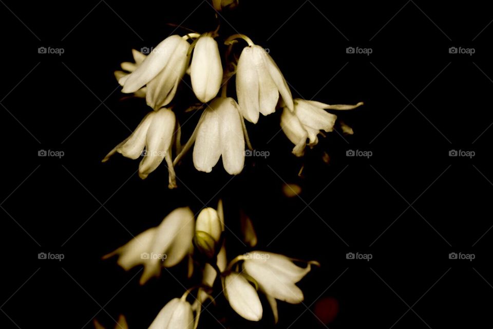 White flowers, bells 