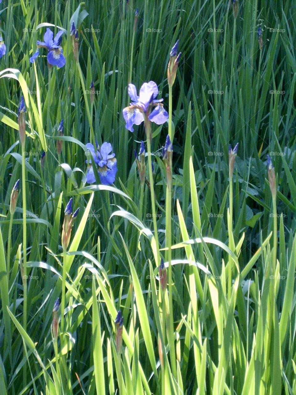 Iris flower 