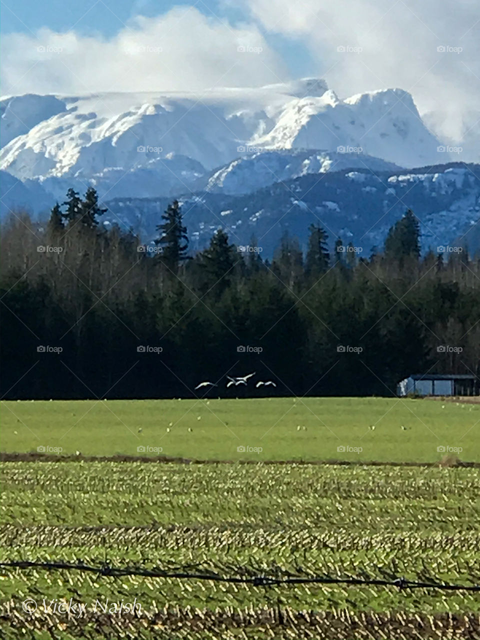 Winter on Vancouver Island is in the mountains & our winter fields are habitat for swans & geese who migrate from the North to this, their ‘summer’ feeding grounds. Our ‘winter’ grasses feed the swans who in turn help fertilize the fields. 🦢