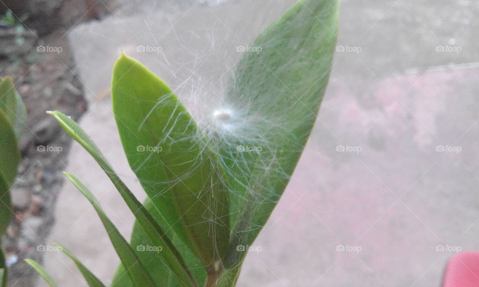 cotton on plant