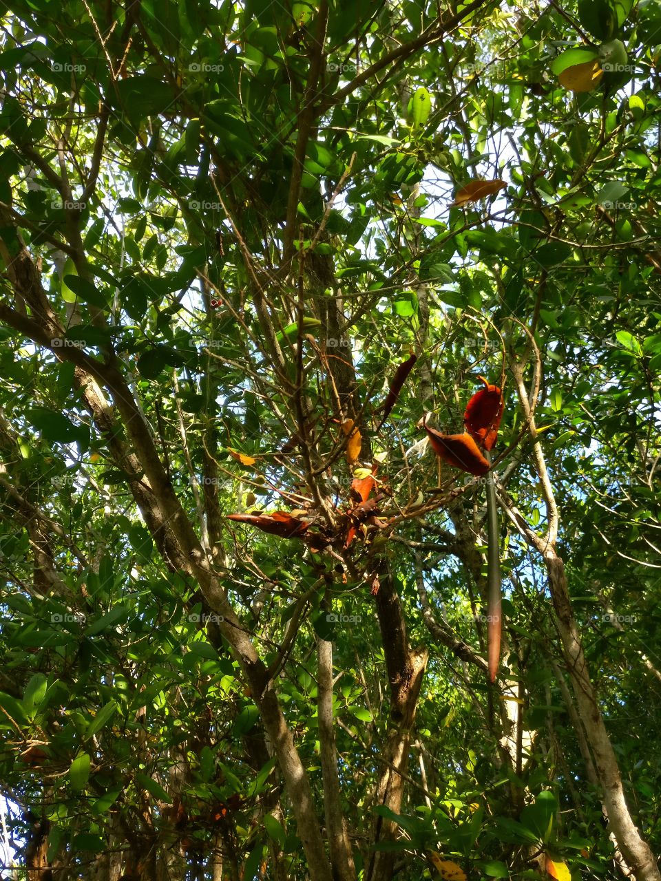 spider web collecting leaves