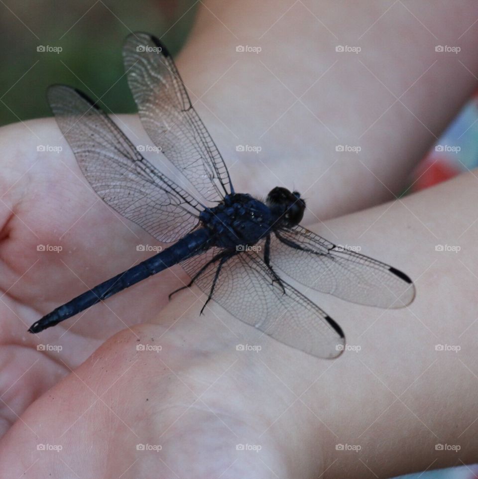 Dragonfly 