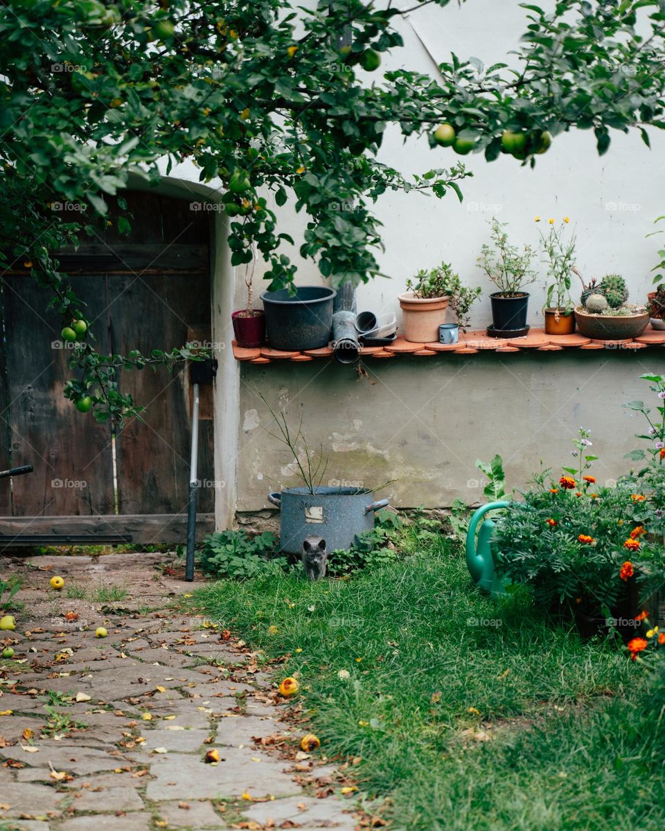 Stray cat under the apple tree