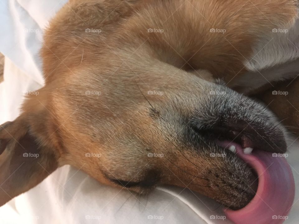 How does a little pink tongue go so far?! Chihuahua in his usual state of happiness 