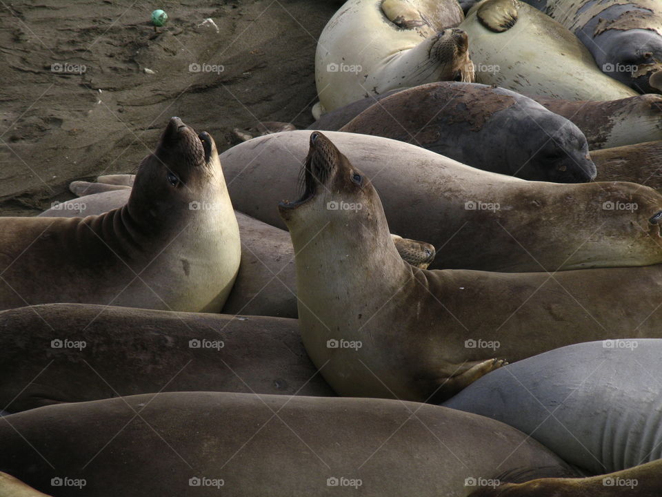 Seals I