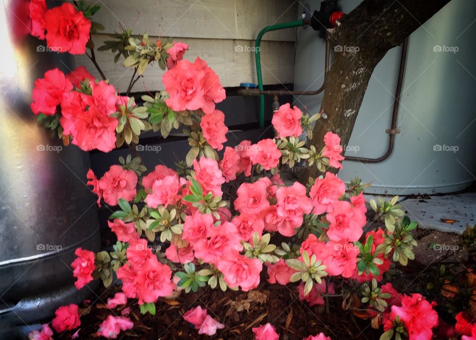 Shrub behind the block