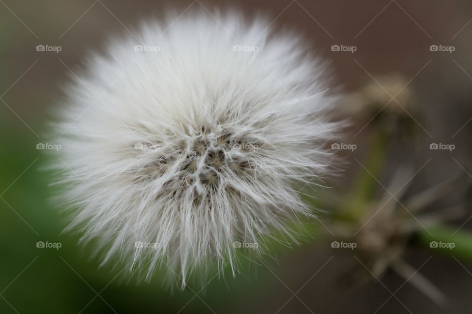 White dandelion