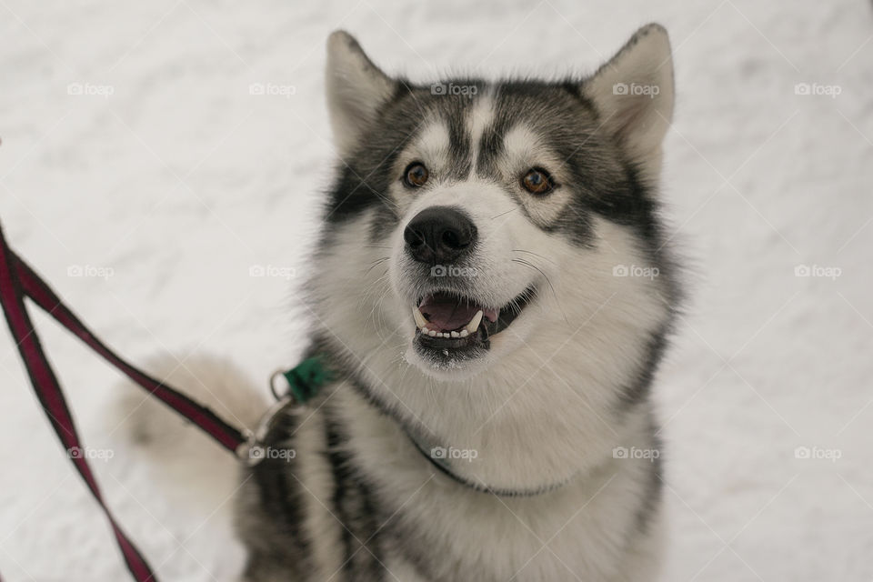 Husky for a walk