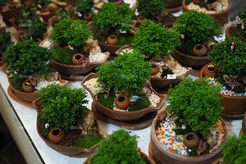Bonsai tree decoration