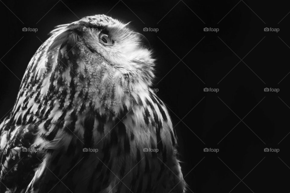 Owl - Black and white

