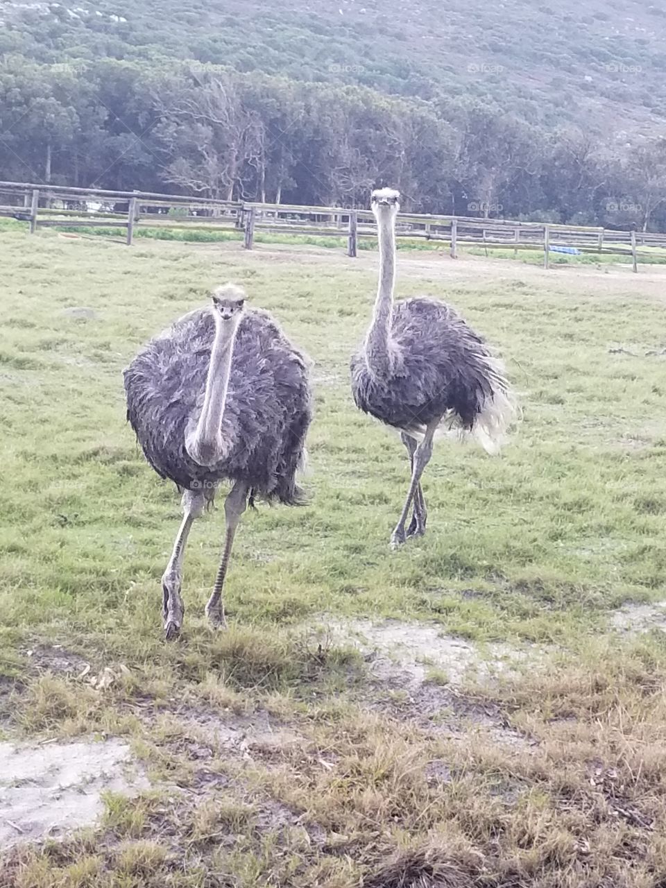 Ostriches, coming for you