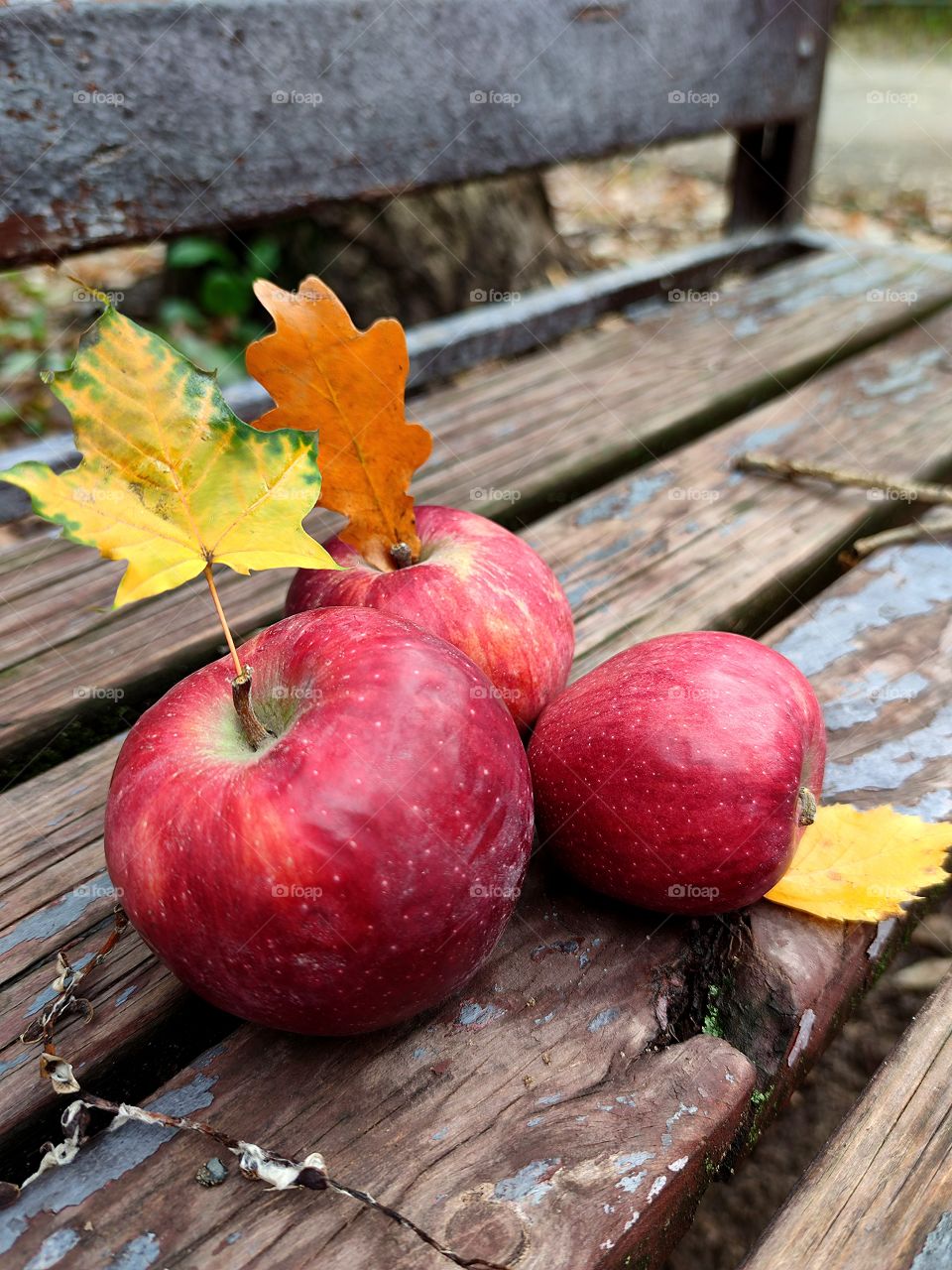 Autumn composition.  On a wooden bench lie: three red apples, a yellow-green maple leaf, a brown oak leaf and a yellow birch leaf