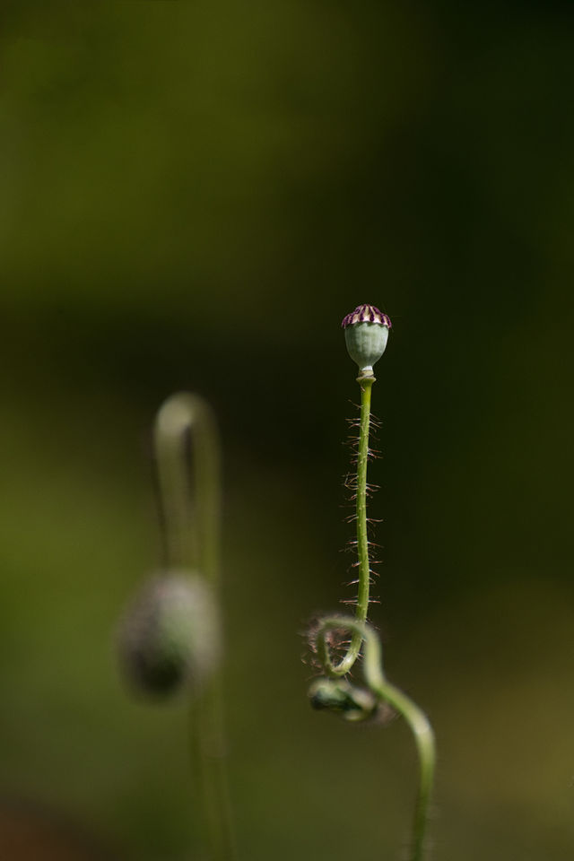 Plants around us