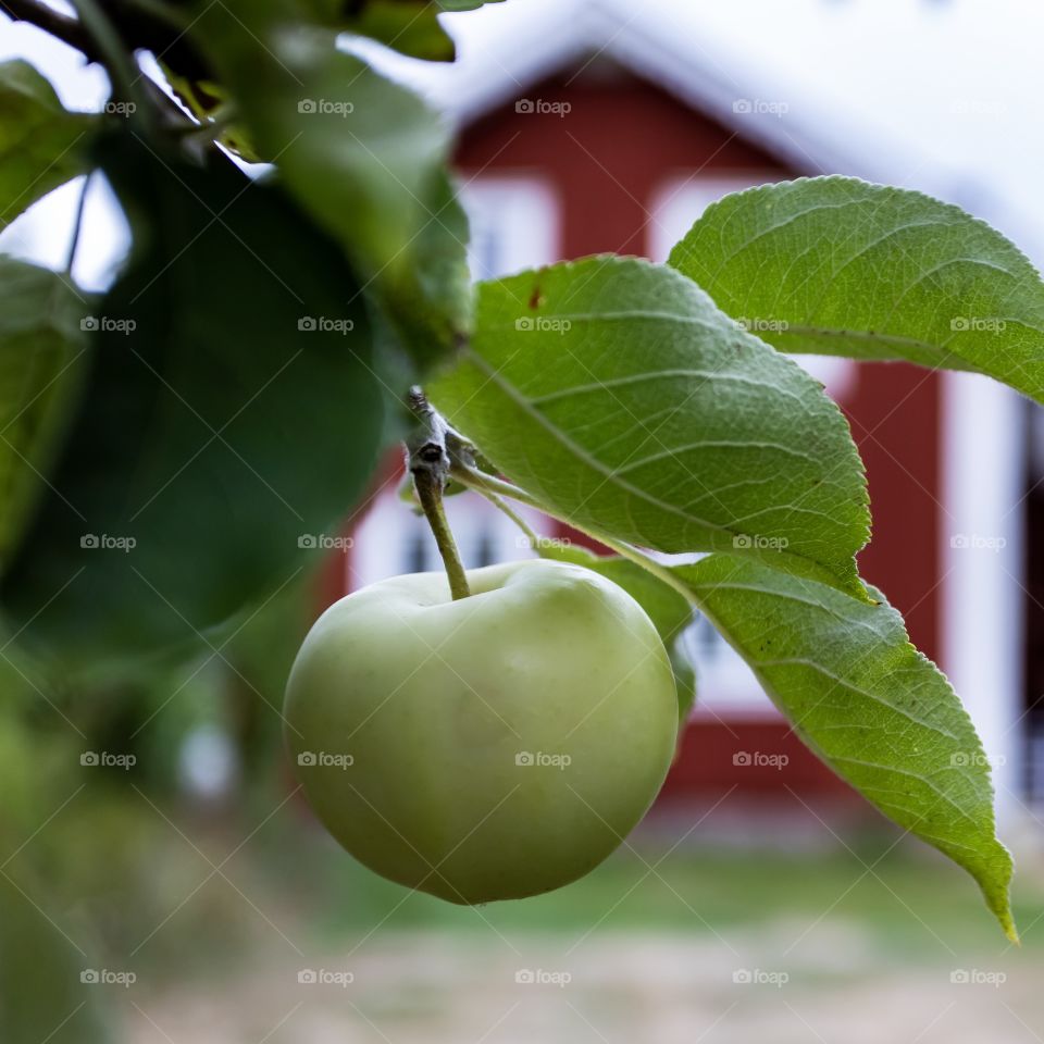 Apple with a traditionel Swedish house as background