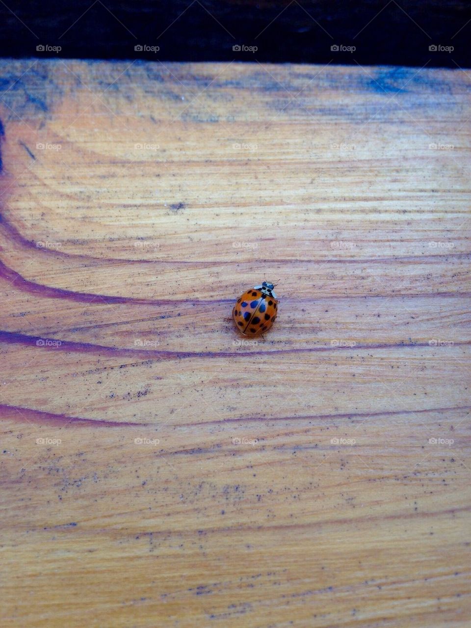 Lady Bug 