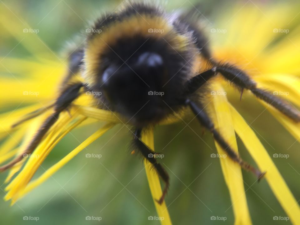 Bee life