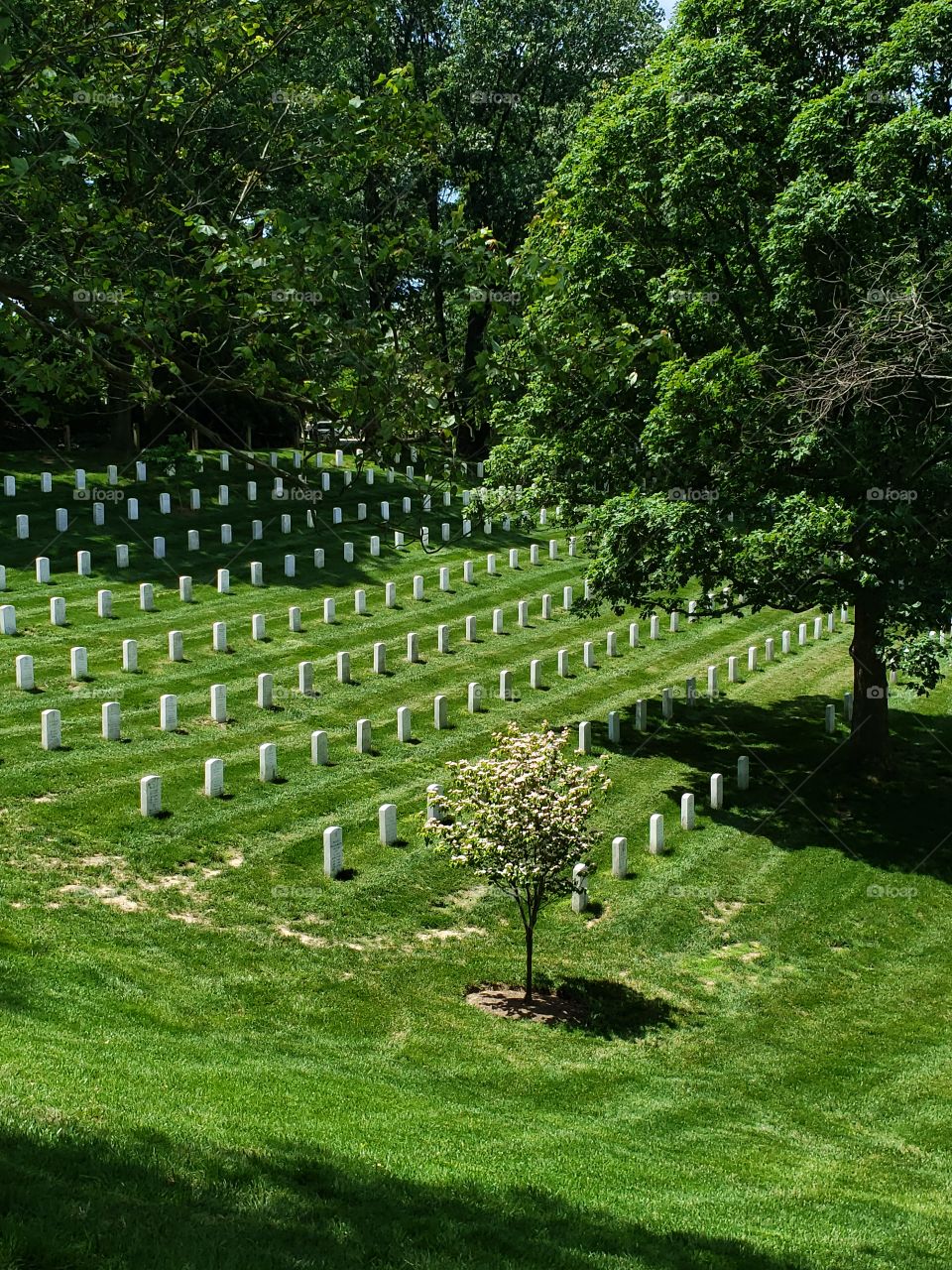 graves at Arlington Natl Cemetery