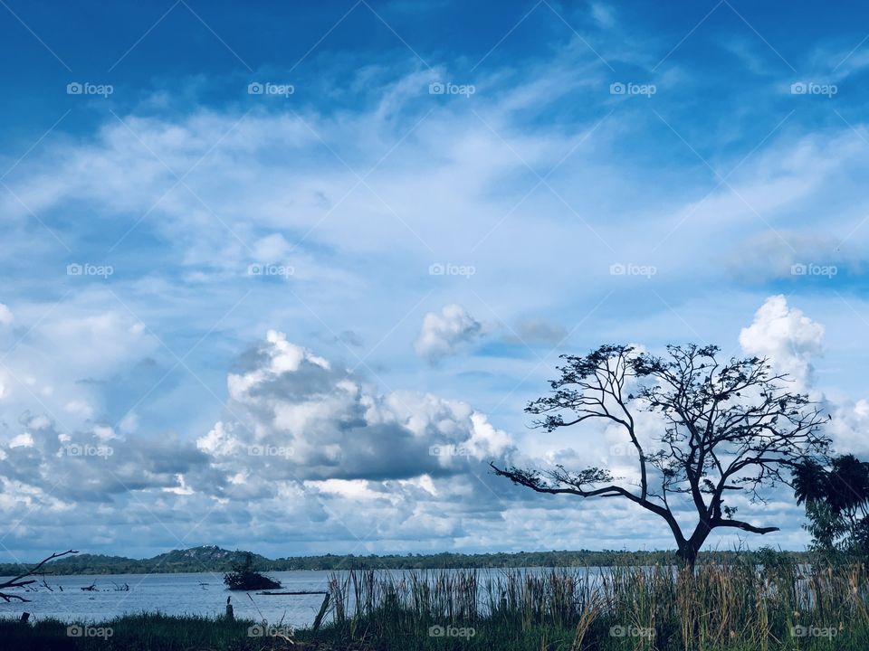 Nature Lake Tree Clouds Evening vibes