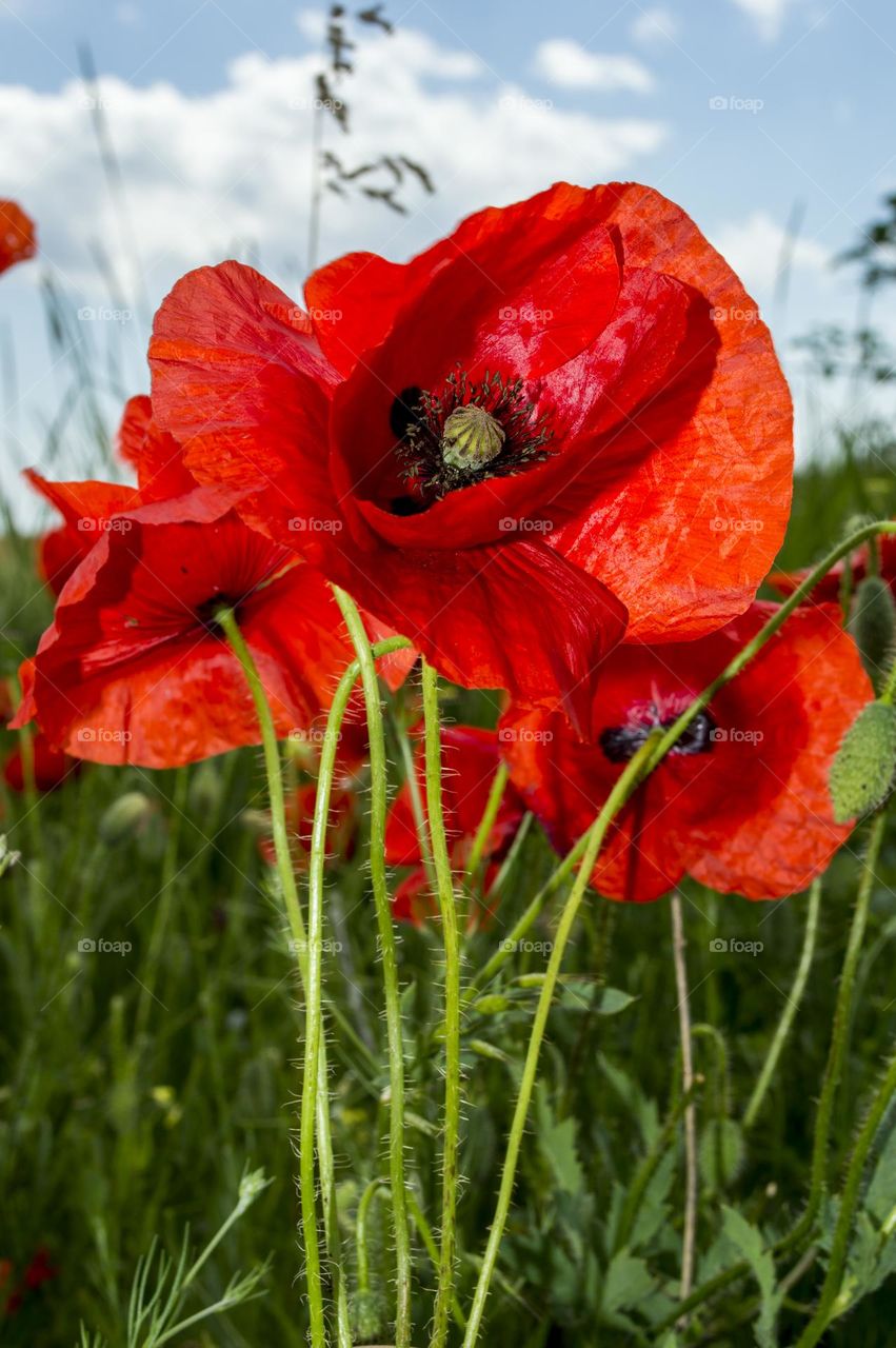 Poppy.