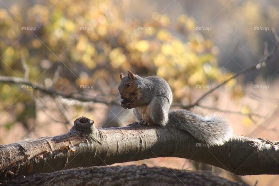 Hungry squirrel