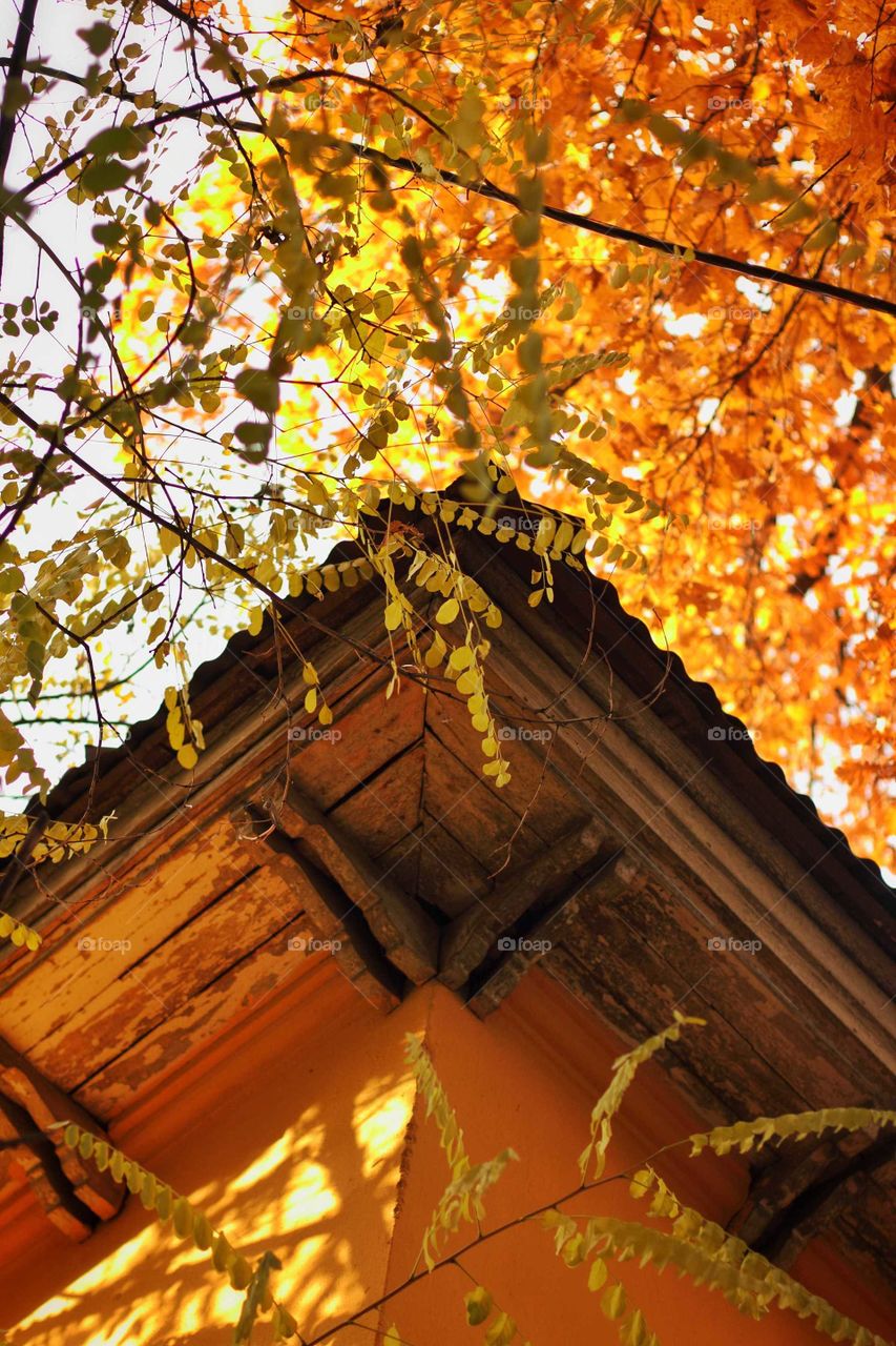Corner of an old yellow house in the autumn foliage of an old oak